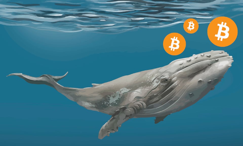 Cá voi Bitcoin di chuyển 2,2 tỷ USD BTC