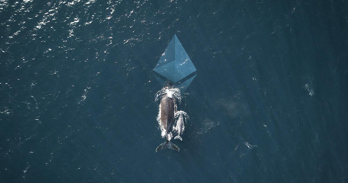 Một cá voi khổng lồ bắt đầu tích lũy Ethereum, họ đã dự cảm được điều gì?