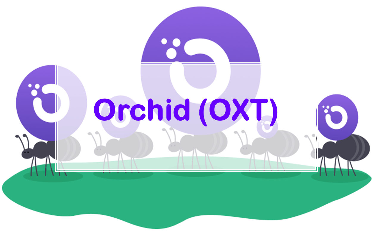 orchid oxt là gì