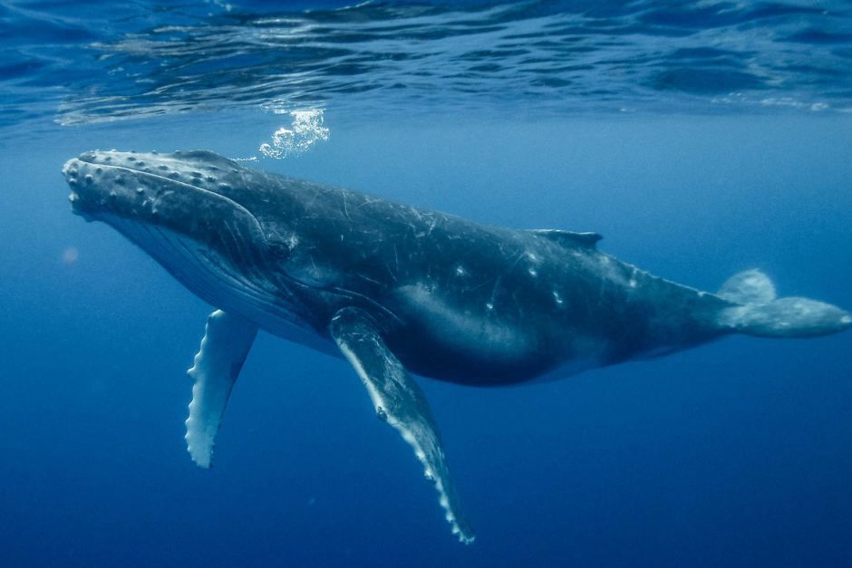تبعثر الحيتان مليارات دولارات البيتكوين
