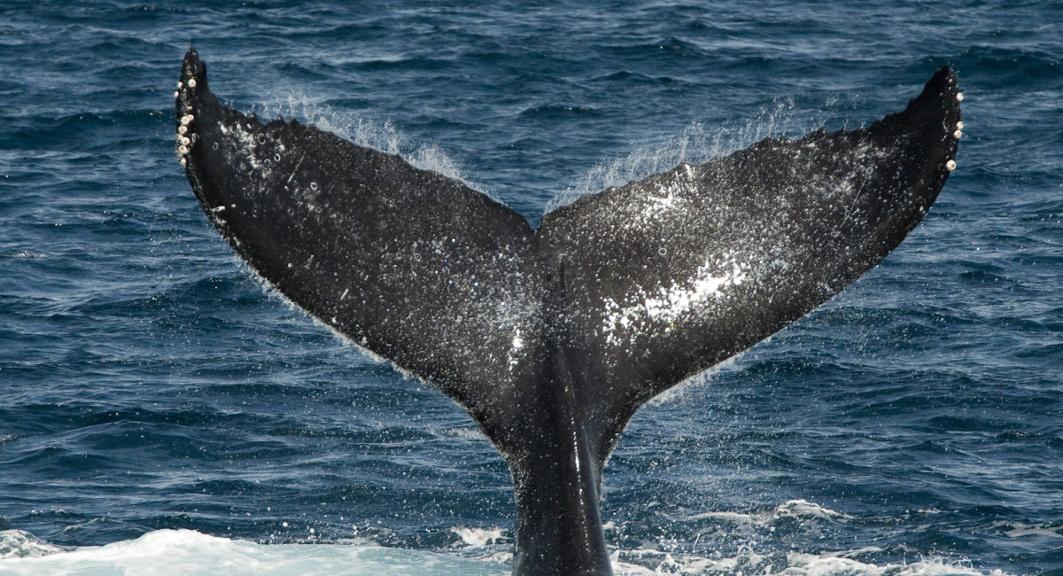Hai cá voi vừa 'quẩy đuôi' hơn 30,000 BTC