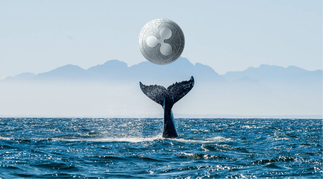 أكثر من 500 مليون XRP تحركت فجأة بواسطة الحيتان