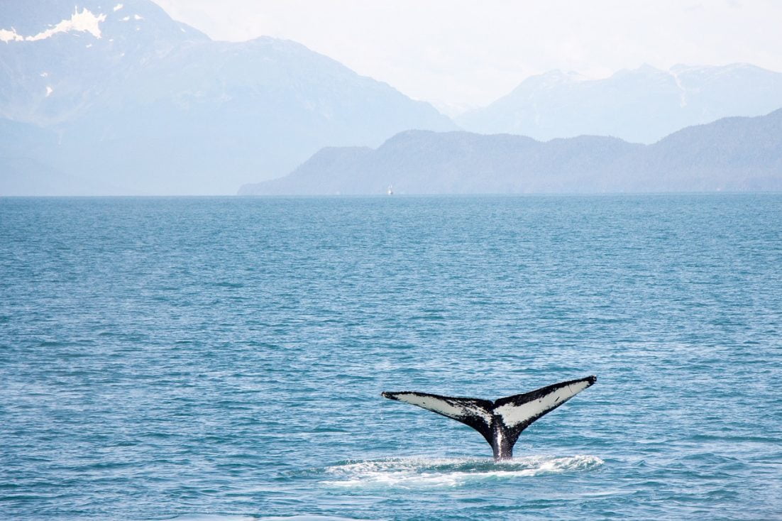 Số lượng cá voi XRP bắt đầu suy giảm sau khi SEC xác nhận vụ kiện chống lại Ripple