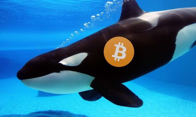 Sự quan tâm đến Bitcoin đang giảm vào thời điểm thị trường altcoin khởi sắc, nhưng cá voi vẫn tiếp tục tích lũy