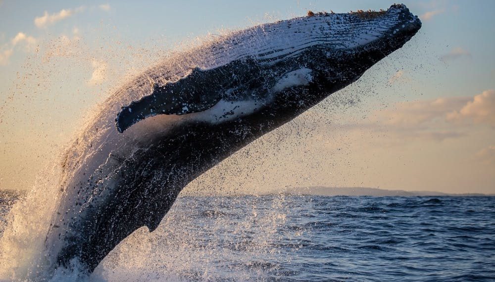 يقول Chainalysis إن الحيتان اشتروا 3 مليارات دولار من البيتكوين مع انخفاض السعر