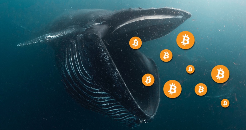 CryptoQuant: Cá voi có dấu hiệu 'xả' Bitcoin