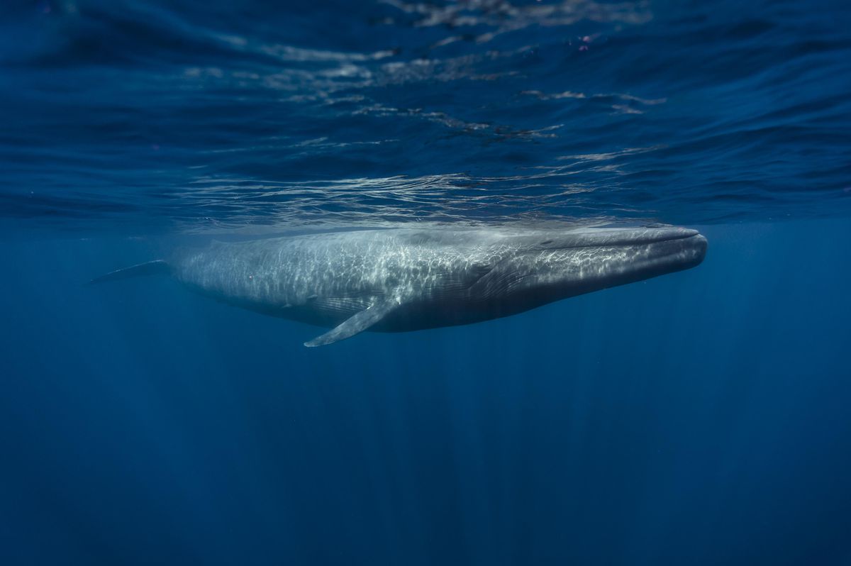 Một cá voi đã di chuyển 900 BTC sau giấc ngủ đông kéo dài 9 năm