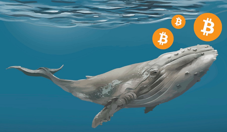 Cá voi Bitcoin đã quay lại thị trường