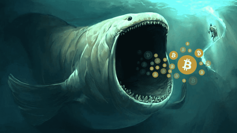 Cá voi tiếp tục 'hấp thụ' Bitcoin trong đà bán tháo