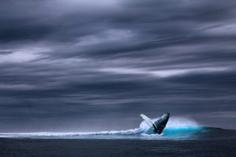 'Siêu cá voi' Bitcoin đứng trước bờ vực tuyệt chủng