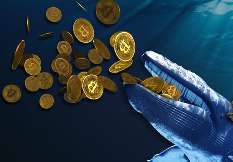 Số lượng cá voi Bitcoin tăng mạnh khi giá đạt 63.000 USD