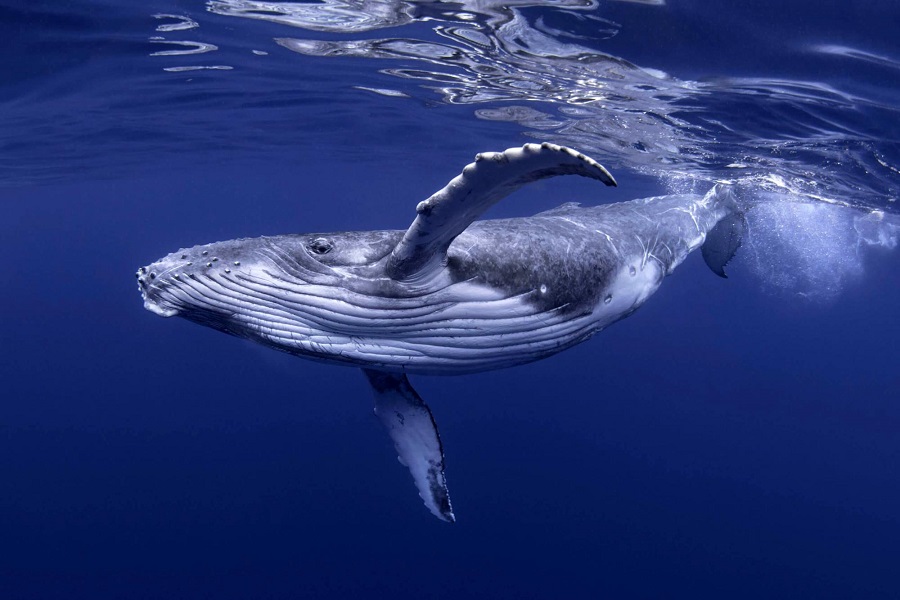 Οι φάλαινες εκμεταλλεύονται τη συλλογή περισσότερων LINK και MATIC