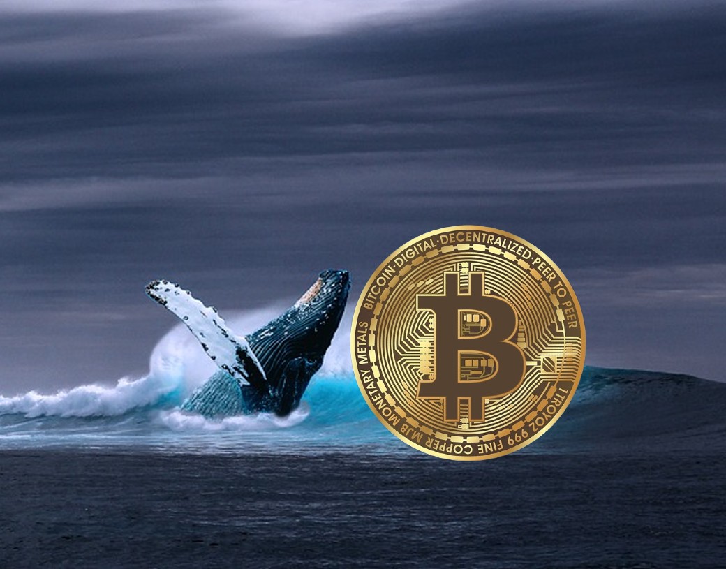 Hoạt động cá voi trên altcoin tăng khi BTC giữ 28.000 USD